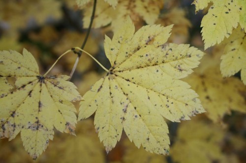 Vine maple leaves