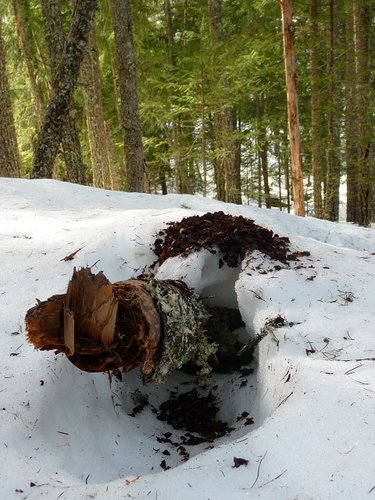 Midden on a log