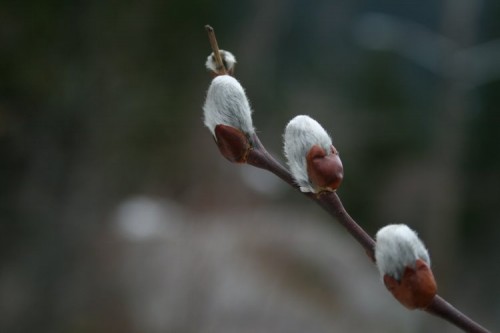 Hooker's willow buds_spring