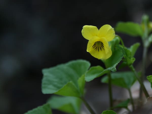 Trailing yellow violet