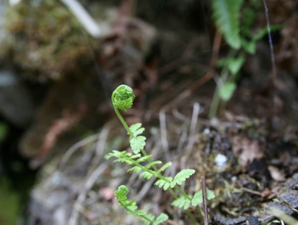 Fragile fern fiddlehead