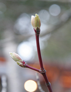 vine maple blossom