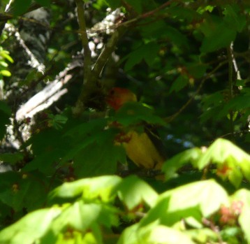 Western Tanager hiding