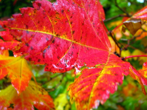 Full fall colors with rain