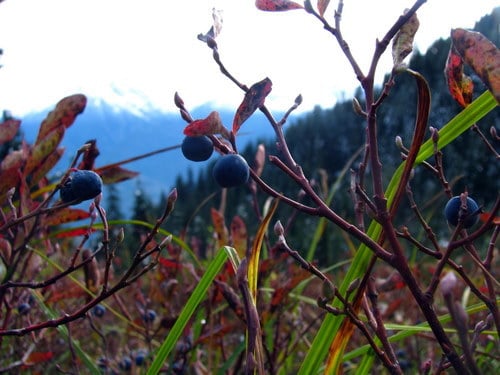 Large mountain blueberry