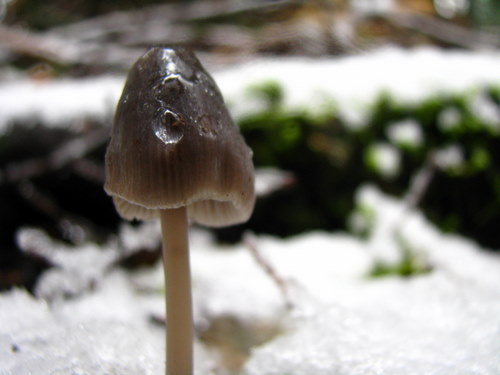Mushroom snow