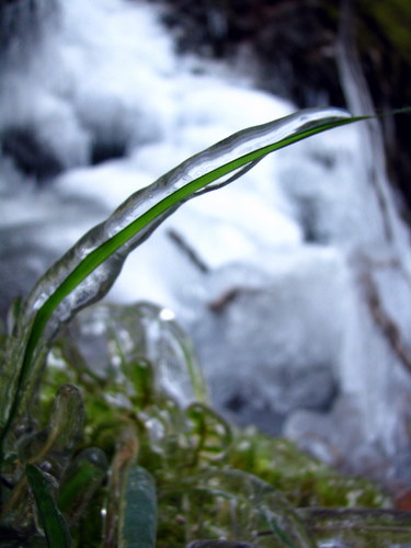 Ice-coated blade of grass