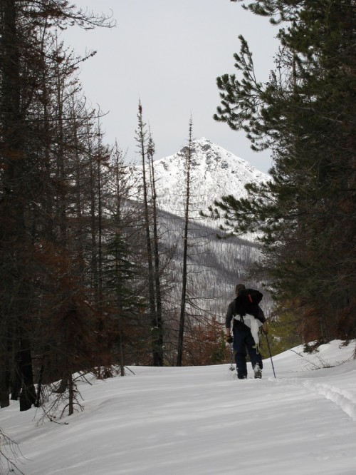 Skiing in Pasayten Wilderness
