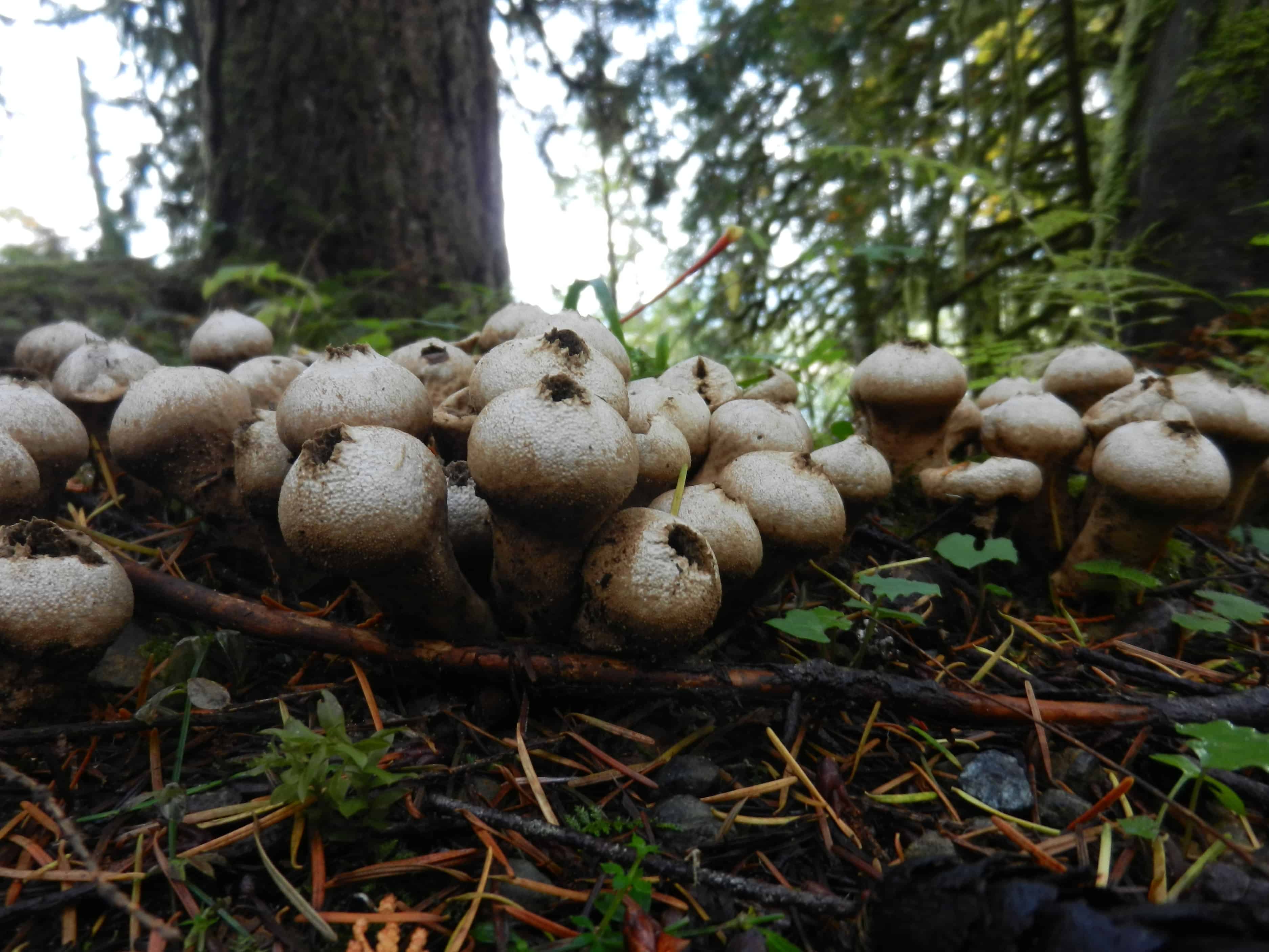 puff balls plush