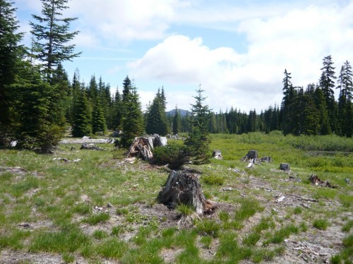 Mosquito Meadow-Gifford Pinchot Forest
