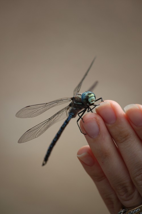 paddle tailed darner