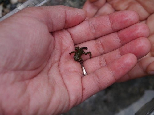 amphibian in hand