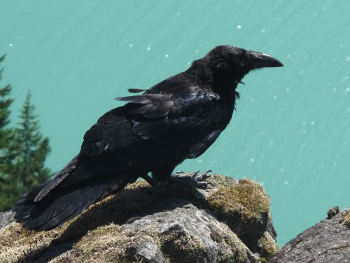 Find a sit spot like this raven's perch. Photo by the author.