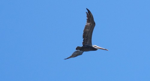 pelican1