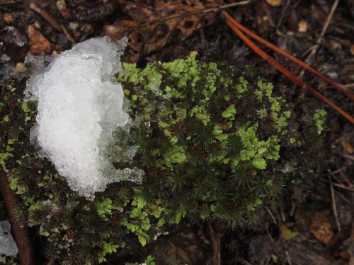 snow moss