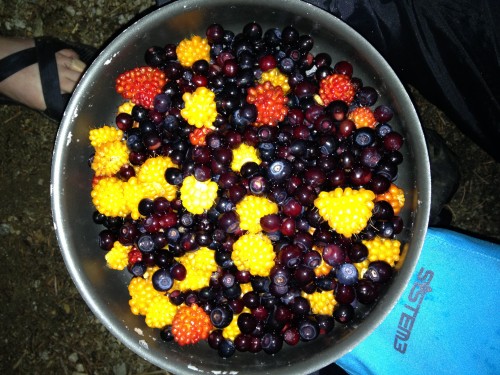 berries C13 backpack Hale