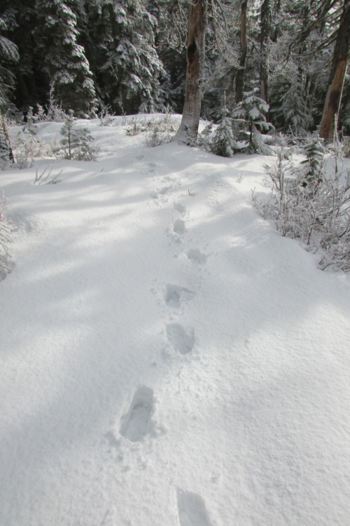 Fresh tracks in the snow of Sourdough Mountain.