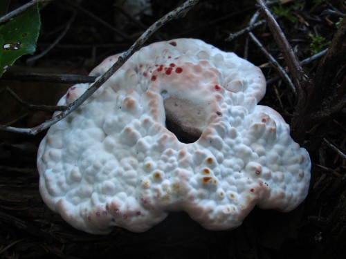cranberry scone fungi
