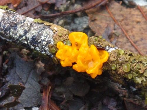 witches butter Katherine