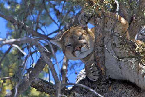 Collared cougar in tree_credit-Steve Winter-Panthera