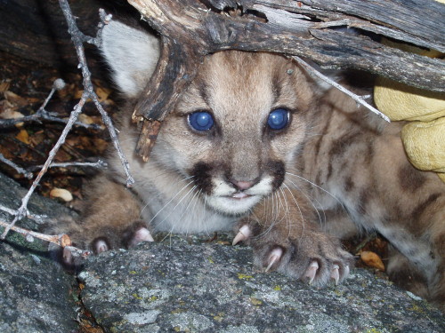 cougar kitten! Eric York