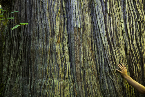 A hand rests on the trunk of an old-growth western redcedar (Thuja plicata) in Mount Baker National Forest, Washington.