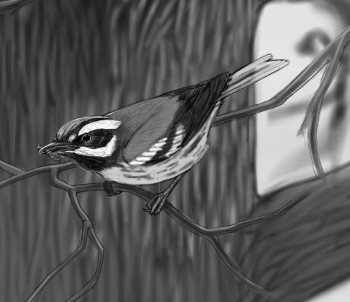 Black_throated_gray_warbler