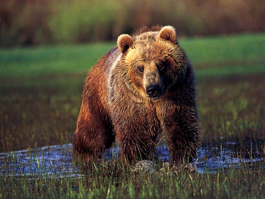 Grizzly-Bear-In-Water-1024x768