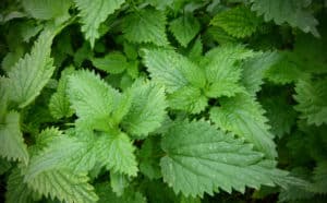 Two Burning Houses: A Natural History of Stinging Nettle