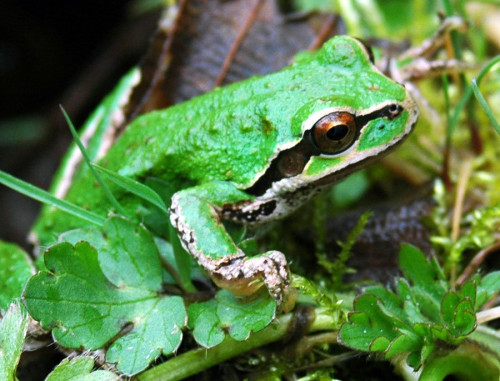 pacific-tree-frog