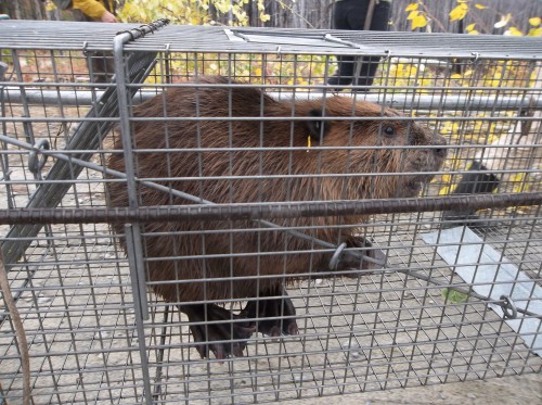Standing Beaver in Cage