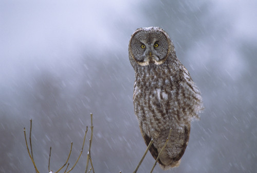 Great Gray Owl (Strix nebulosa) hunting in winter snowfall. Ontario, Canada.