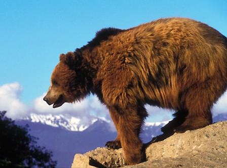 grizzly bear, Glacier NP MT, by Erwin & Peggy Bauer, no date, 9449, 105.1
