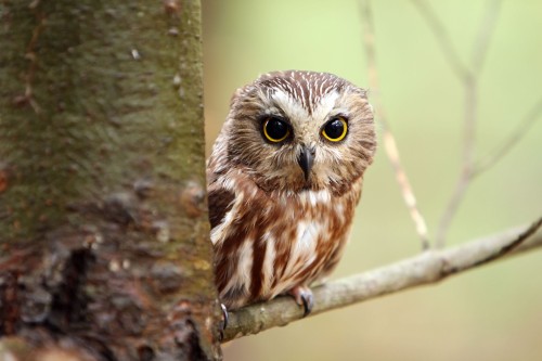 Northern-saw-whet-owl