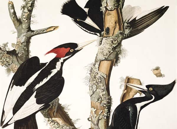 Ivory-billed-Woodpecker
