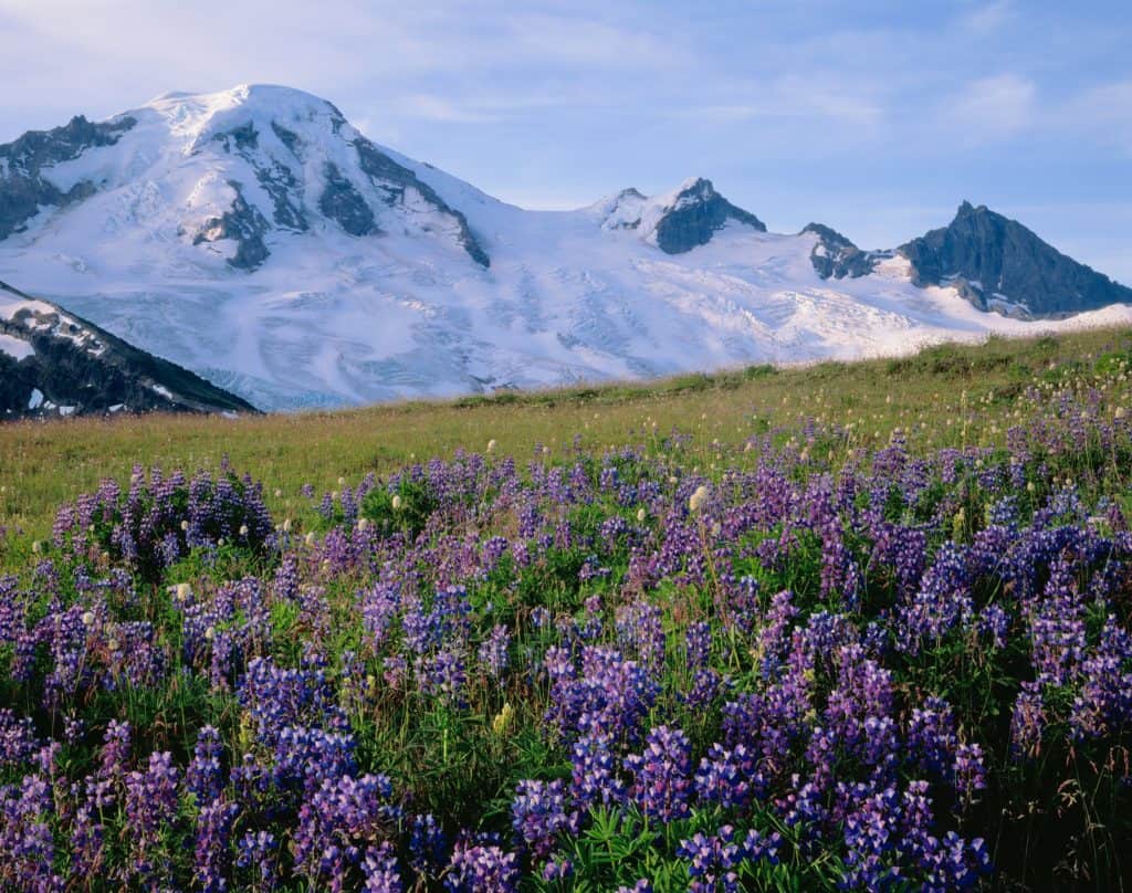 Mt. Baker, WA, USA. Mt. Baker Wilderness Area. 10, 778 ft / 3285 m. Coleman and Roosevelt Glaciers. Black Buttes on the right. Lupine and Mountain Bistort Wildflowers on Skyline Divide. 4x5 Transparency ©2000 Brett Baunton