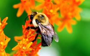 Takin’ Care of Beesinus: United States Native Bee Facts, Threats and Conservation