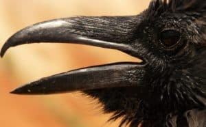 The Birth of Curiosity: Through the Eyes of a Raven Part I