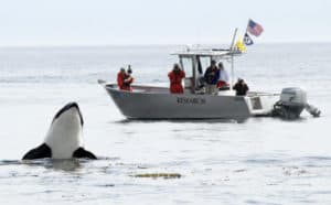 In Search of the Southern Residents: Researching Orcas’ Natural History