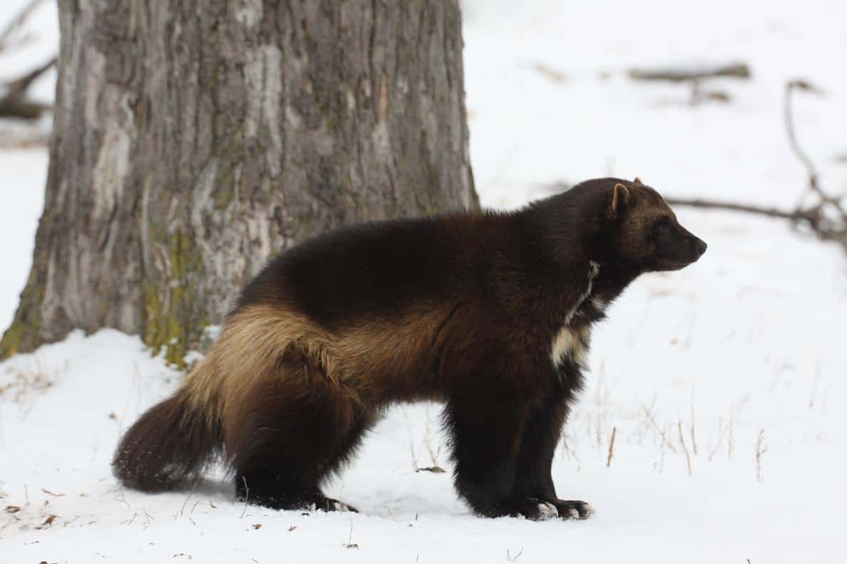 Iconic Carnivores of the North Cascades - North Cascades Institute