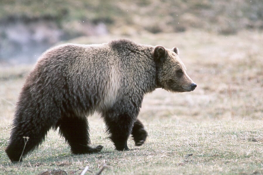 grizzly bear side view