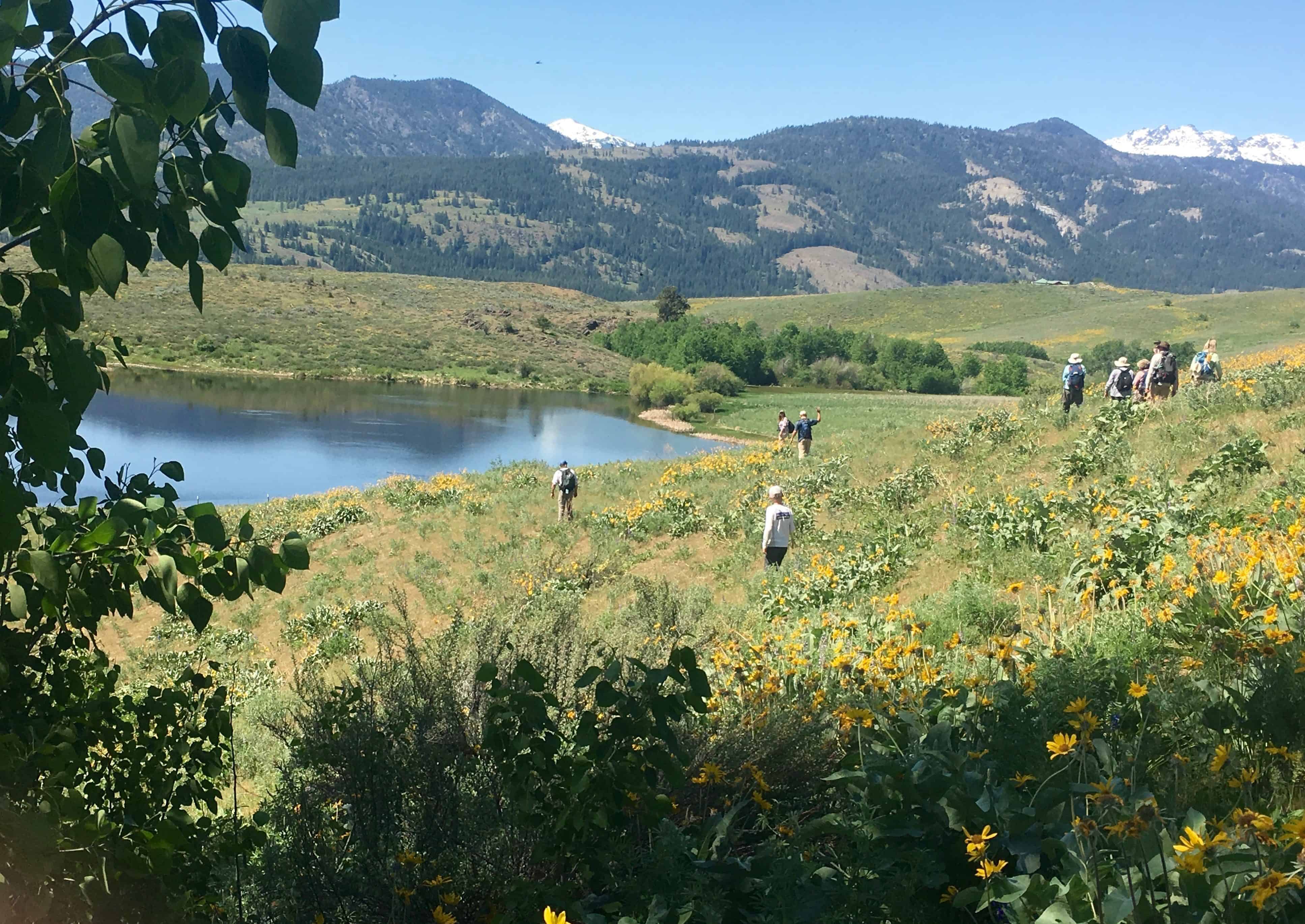 Participants wander the Methow Valley in search of snakes