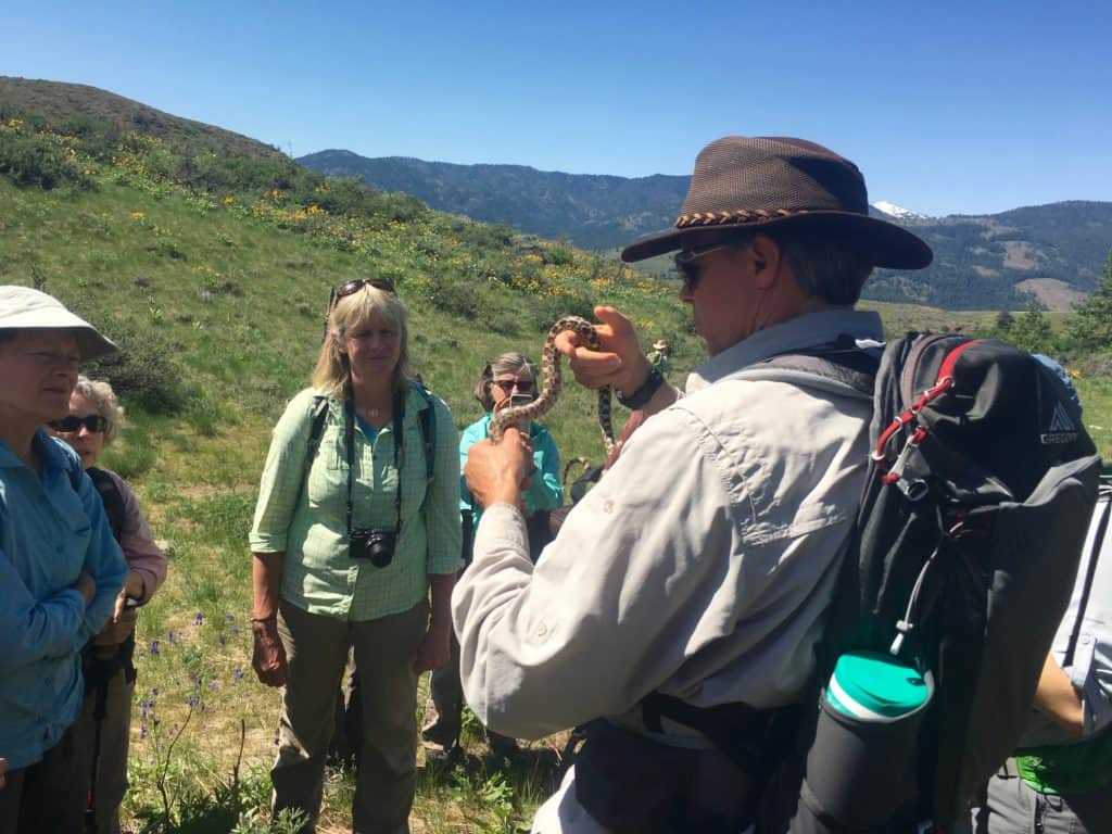 Close examination of a gopher snake in the Methow Valley