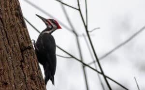 The Forest Engineers: Woodpeckers and their Role in Healthy Forests