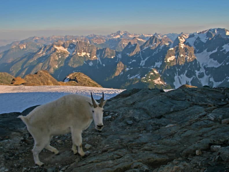 Life in the Alpine: Adaptations in a Vertical World — North Cascades  Institute