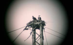 Perched on High Places: Dam Ospreys