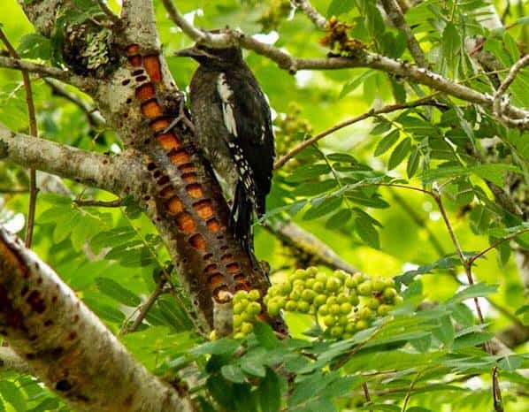 Red-breasted Sapsucker in Newhalem. Photo by Kiley Barbero