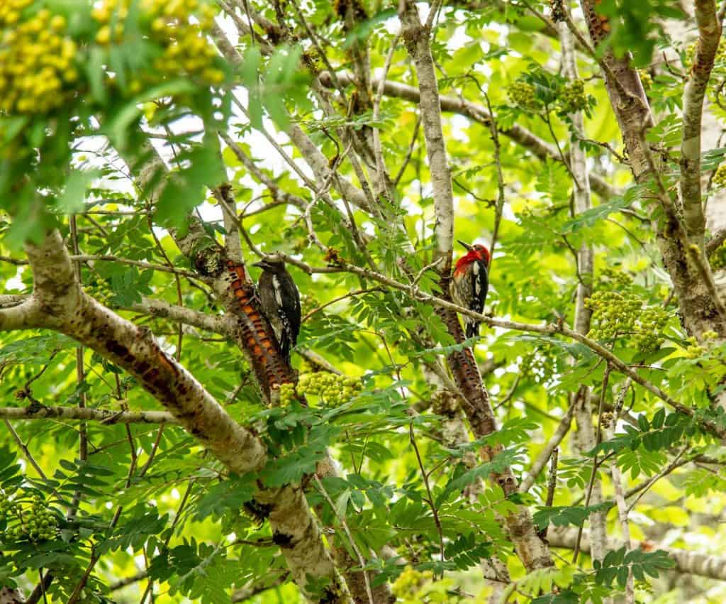 Red-breasted Sapsucker in Newhalem. Photo by Kiley Barbero