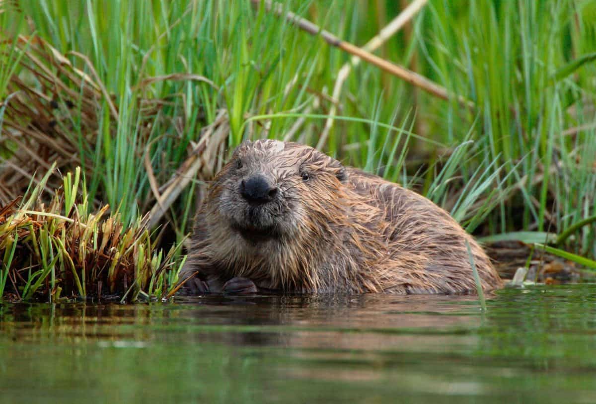 Eager: The Surprising, Secret Life of Beavers and Why They Matter ...