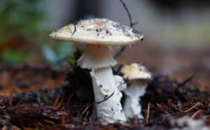 Cascadian Fungi: Delightful and Deadly